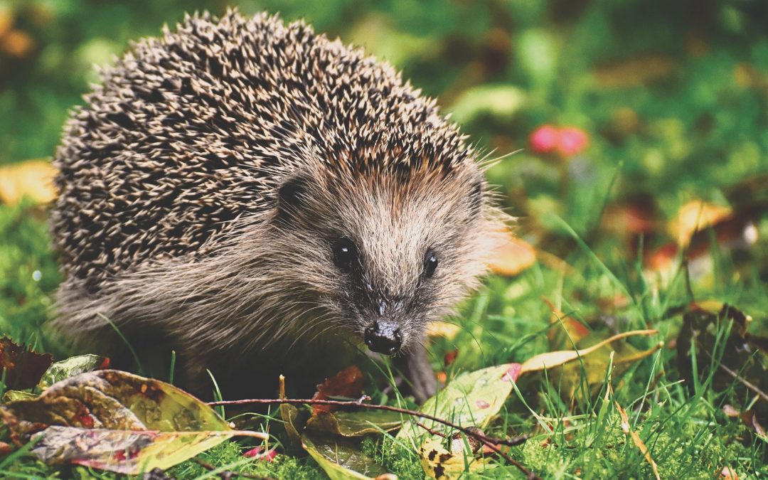 University of Hull commits to creating a hedgehog-friendly campus