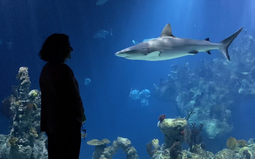 The Deep drives corporate response to conservation challenge
